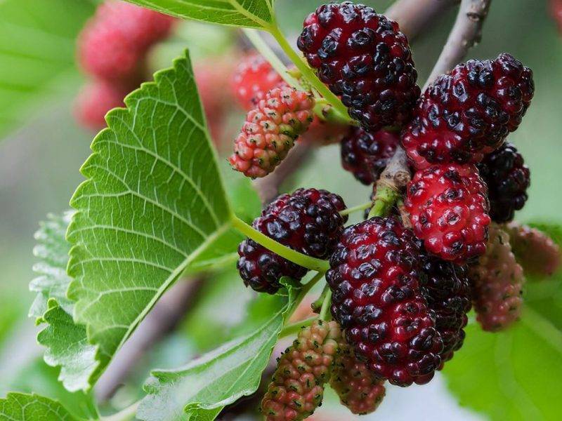 Шелковица купить саженцы из питомнике в Чусовом