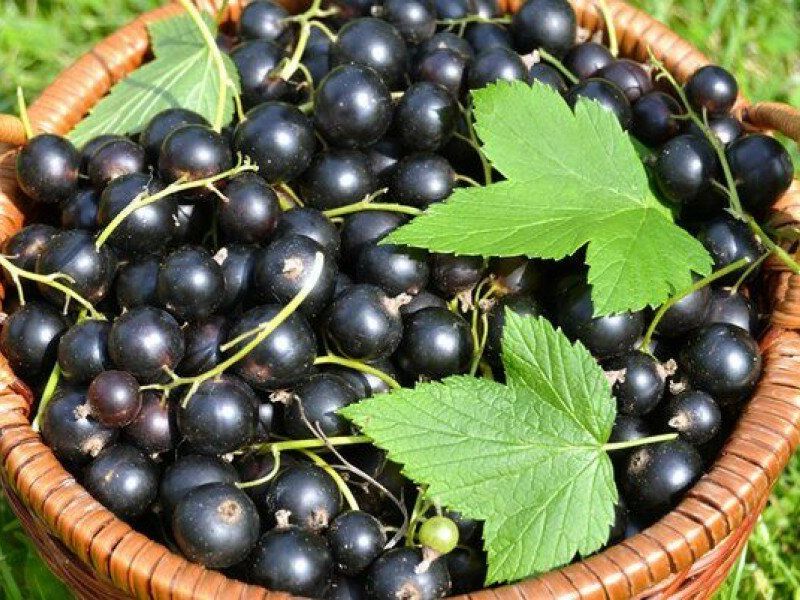 Смородина купить саженцы из питомника в Чусовом