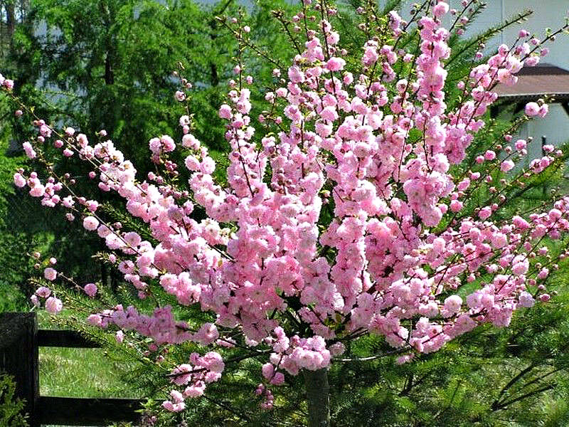 Миндаль купить саженцы из питомника в Чусовом