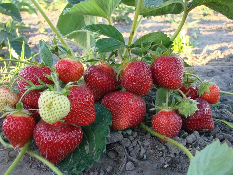 Клубника купить саженцы из питомника в Чусовом