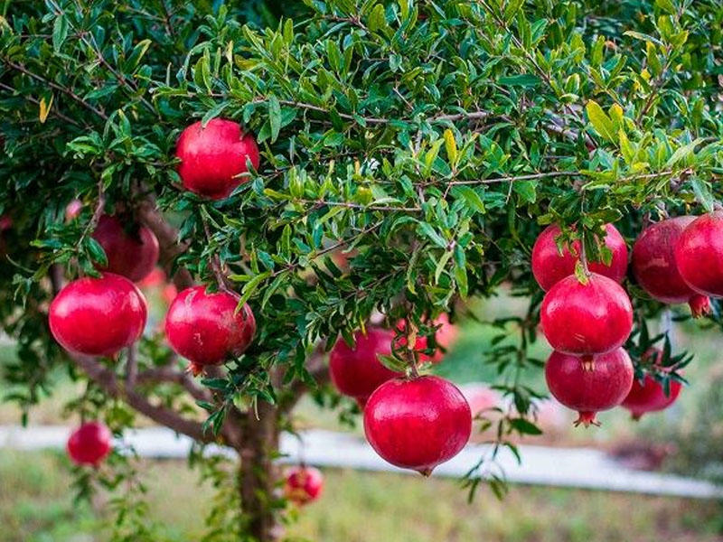 Гранат купить саженцы из питомника в Чусовом