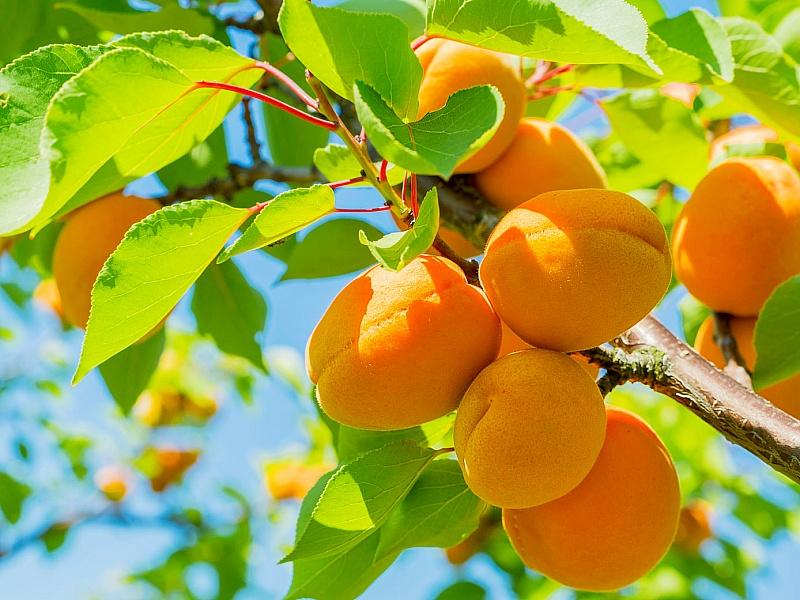 Абрикос купить саженцы из питомнике в Чусовом