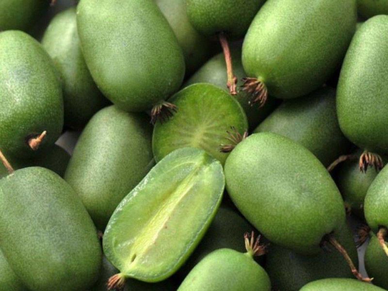 Актинидия купить саженцы из питомнике в Чусовом