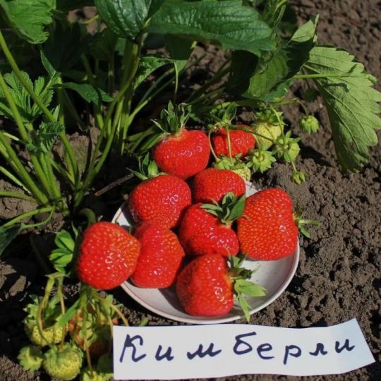Клубника "КИМБЕРЛИ" (7шт.)
