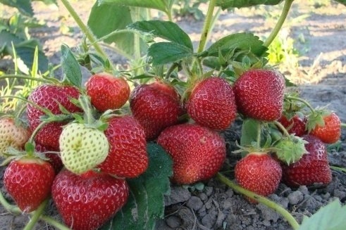 Клубника "МАРМЕЛАДА" (7шт.)