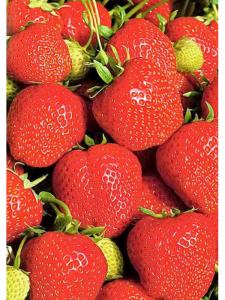 Клубника "ЭЛЬСАНТА" (7шт.)