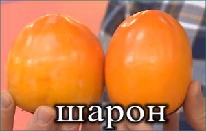 Хурма "ШАРОН" средняя (октябрь)