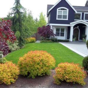 Спирея "МЕРЛО ГОЛД" (стакан Р9)