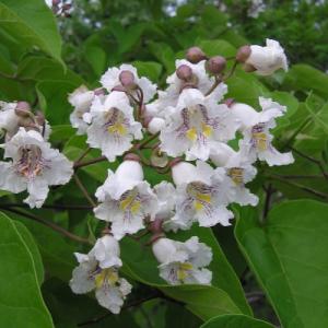 Катальпа (обыкновенная)