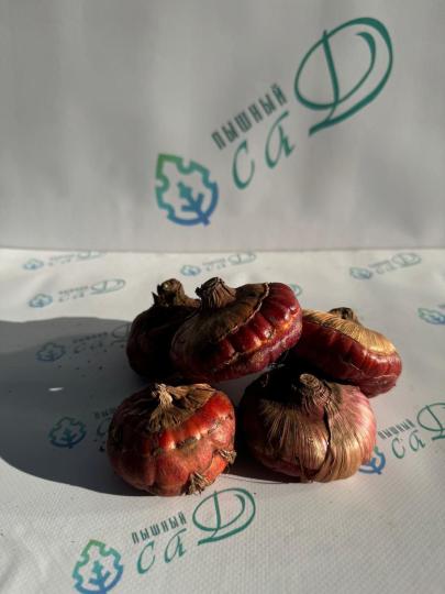 Гладиолус Лолита (5 шт. луковиц в упаковке)