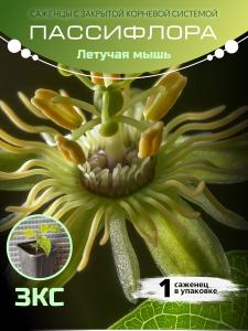 Маракуйя "Летучая мышь" ЗКС