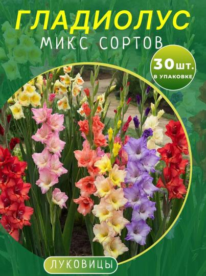 Гладиолус микс 30 штук