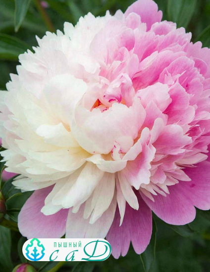 Пион Мистер Эд