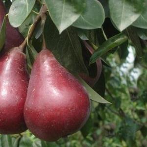 Груша "СТАРКРИМСОН"