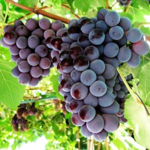 Виноград "ЛИДИЯ"