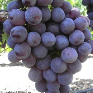 Виноград "РОШФОР"